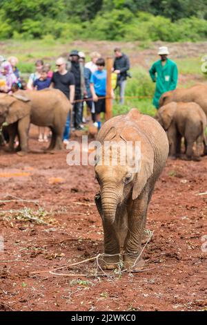 NAIROBI - 18 DICEMBRE: Elefanti piccoli nell'orfano di elefanti a Nairobi, Kenya, con turisti in background il 18 dicembre 2015 Foto Stock