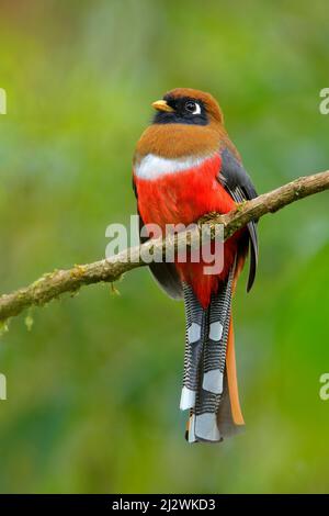 Ritratto rosso dettaglio uccello. Togon mascherato, Togon personatus uccello rosso e marrone nell'habitat naturale, San Isidro, Ecuador. Uccello tropico rosso. Fauna selvatica sc Foto Stock