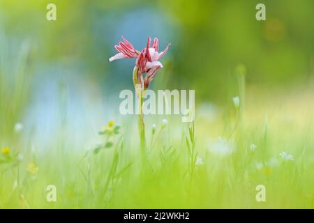 Anacamptis papilionacea, natura selvaggia della Bulgaria. Natura libera, bella immagine della natura. Rhodopes. Orchidea. Montagne in Bulgaria, Europa. rosa vio Foto Stock