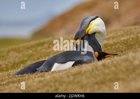 Comportamento dei pinguini, scena della fauna selvatica dalla natura, Antartide. L'amore degli uccelli nella natura. Coppia pinguino re coccolarsi, natura selvaggia. Due pinguini che fanno l'amore dentro Foto Stock