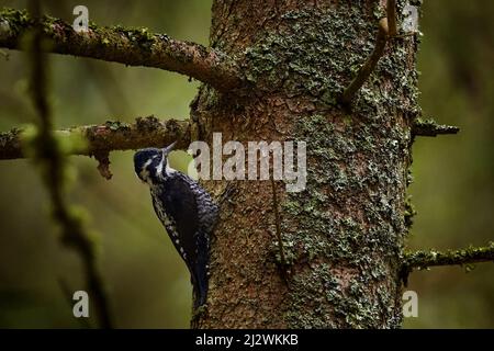 Picchio Eurasiano a tre punte, Picoides tridactylus, picchio di medie dimensioni dall'Europa settentrionale dell'Asia settentrionale al Giappone. Uccello nella foresta naturale h Foto Stock