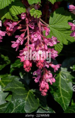 Ribes fiorito alias ribes o ribes fiorito rosso (Ribes sanguineum), fiore Foto Stock