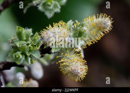 Woolly Willow (Salix lanata), cetini maschi Foto Stock