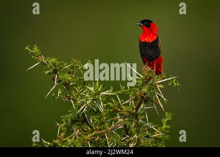 Vescovo rosso settentrionale o vescovo arancione, Euplectes franciscanus, uccello nero rosso seduto sul cespuglio spinoso arbusto spinoso. Uccello nella natura verde haba Foto Stock