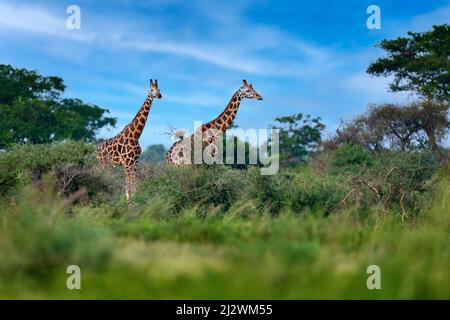 Due giraffe nella vegetazione verde con cielo blu, natura selvaggia, Okavango, Botswana in Africa. Foto Stock