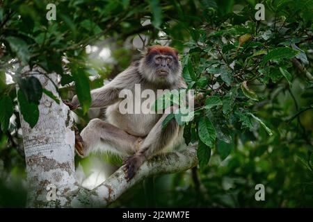 Colobus rosso ugandese, tefroscele di Piliocolobus, scimmia rufosa testa grigia seduta su tronco di albero in foresta tropicale. Colobus rosso in habitat di vegetazione, Kib Foto Stock