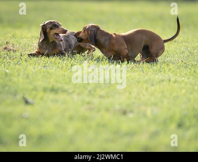 Dachshund non si cessa di giocare in erba e di godere della libertà fuori e circa correre verso su orecchie di erba flapping e godere della libertà. Foto Stock