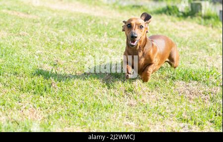 Dachshund cane fuori e circa correre verso su orecchie di erba che battono e godendo la libertà. Foto Stock