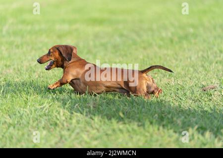 Dachshund cane fuori e circa correre verso su orecchie di erba che battono e godendo la libertà. Foto Stock