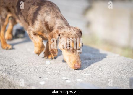 Dachshund cane fuori e circa correre verso su orecchie di erba che battono e godendo la libertà. Foto Stock