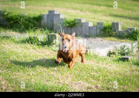 Dachshund cane fuori e circa correre verso su erba e godere della libertà. Foto Stock