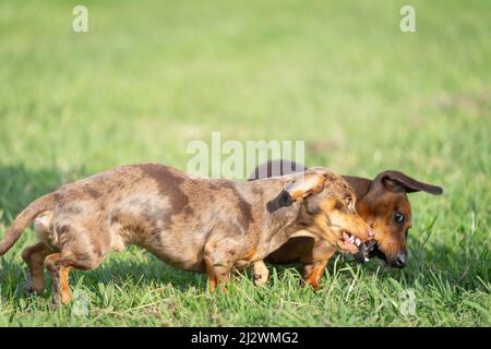 Dachshund cane fuori e circa correre verso su orecchie di erba che battono e godendo la libertà. Foto Stock