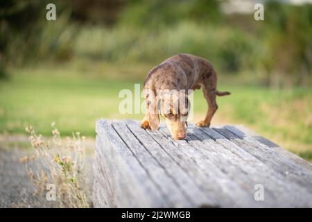 Dachshund cane fuori e circa naso giù cercare di pick up inviato sul banco del parco. Foto Stock