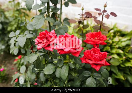 Mazzo di rose rosse in giardino. Un cespuglio di belle rose in luce estiva. Bella primavera o estate fiore pianta rosa Foto Stock