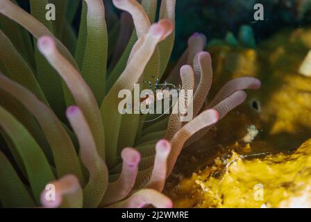 Anemone e pulitore spotted gamberi Periclimenes yucatanicus Bonaire Marine Park Foto Stock