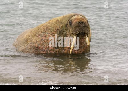 Un tricho (Odobenus rosmarus rosmarsus) con una brusca spezzata emerge dal mare a Poolepynten, Svalbard Foto Stock