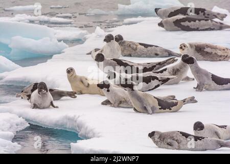 Foche di arpa (Pagophilus groenlandicus) che poggiano su galleggianti di ghiaccio sul bordo di ghiaccio a nord-ovest della Groenlandia Foto Stock