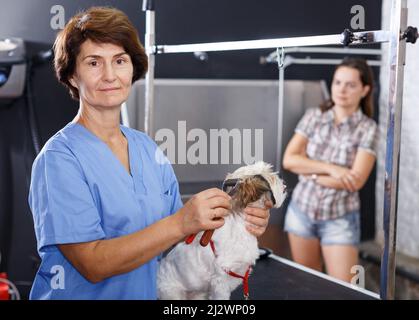 Donna che grooming havanese in salone Foto Stock