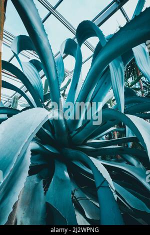 Approfondimenti sulla diversità della flora nel giardino di montagna dei giardini maniero vicino Hannover. Berggarten, Hannover, bassa Sassonia, Germania. Foto Stock
