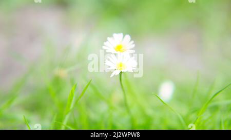 Margherita con un sacco di bokeh su un prato. Luminoso fuori fuoco sul fiore. Colori delicati in natura Foto Stock