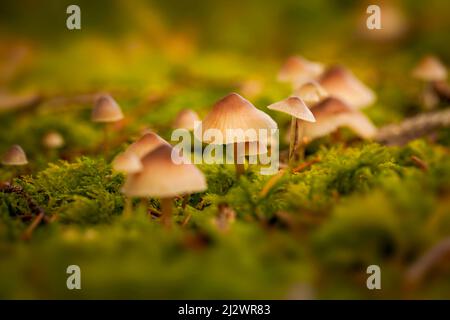 Piccola colonia di funghi nella foresta d'autunno Foto Stock