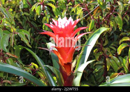 guzmania fiorente nel giardino Foto Stock