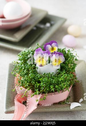 Vaso d'uovo di pasqua fatto a mano decorato con fiori viola e giallo viola in nido di cress. Concetto di decorazione domestica. Foto Stock