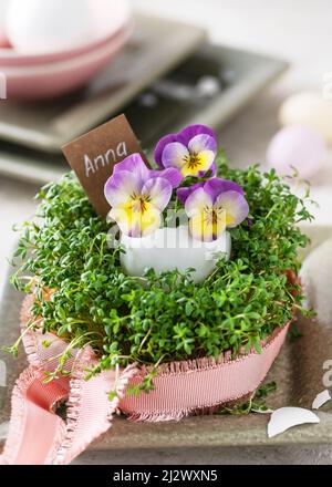 Composizione floreale creativa con fiori di viola e viola giallo in vaso d'uovo e cress verde fresco. Nome cantare. Foto Stock