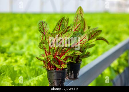 Chard crescere una pianta in vaso. Foglie verdi con vene rosse. L'insalata è una varietà di barbabietole. Lattuga coltivata nella fattoria. Insalata di verdure. Coltivare i verdi in una serra. Giovani pianta in giardino. Idroponica Foto Stock