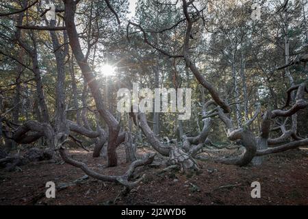 Alberi a forma di vento nella foresta di Trollskogen sull'isola di Öland, nella Svezia orientale Foto Stock