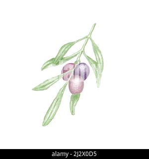 Illustrazione disegnata a mano di ramo di olivo con foglie verdi e tre olive viola mature, disegno di colore botanico di pianta Olea europaea isolata su Foto Stock