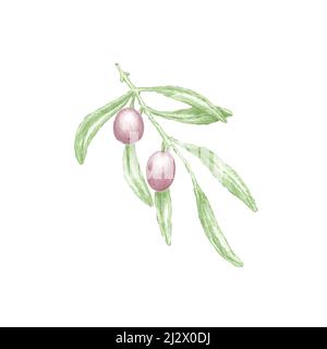 Illustrazione disegnata a mano del ramo dell'olivo con foglie verdi e due olive viola mature, disegno di colore botanico della pianta di Olea europaea isolata su w Foto Stock