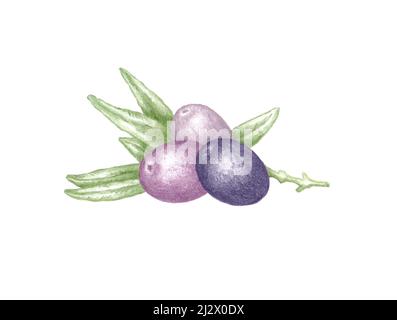 Illustrazione disegnata a mano di tre olive viola con ramo d'albero e foglie verdi che si stendano isolate su sfondo bianco, disegno di colore botanico di Olea e. Foto Stock