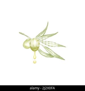 Illustrazione disegnata a mano del ramo dell'olivo con foglie verdi, due olive verdi mature e gocce di olio d'oliva vergine pressato a freddo, colore botanico sket Foto Stock