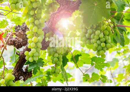 Uve verdi che crescono sotto il sole inglese Foto Stock