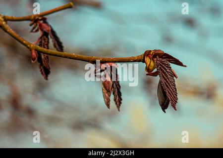 germogli in primavera su un albero di faggio Foto Stock