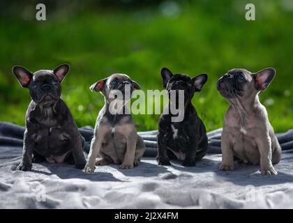gruppo figliata di quattro puppys bulldog francese allineato verso l'esterno lato guardando in su nello spazio di copia verde erba sfocata backgound su un giorno di estate soleggiato ideale Foto Stock