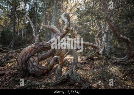 Windgeformte krumme Bäume im Wald Trollskogen auf der Insel Öland im Osten von Schweden Foto Stock