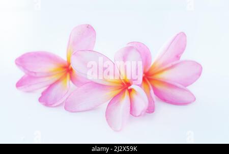 Frangipani Flower -Frangipani flower fiorits with a white background, pink frangipani flowers isolated white background Foto Stock