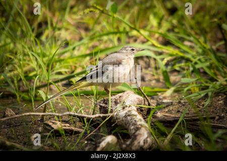 Un primo colpo di un vagone grigio in piedi su un ramo rotto in erba Foto Stock