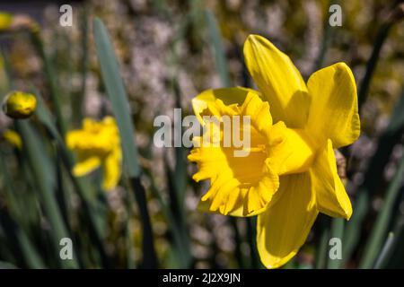 Narcissus 'valore standard' Daffodil Divisione 1 Trumpet Foto Stock