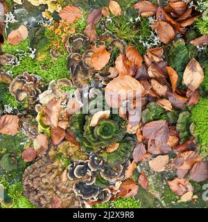 Funghi Moss Lichens e alghe colonizzati su ceppo di albero a fine autunno Cannock Chase AONB (area di straordinaria bellezza naturale) in Staffordshire Inghilterra U. Foto Stock