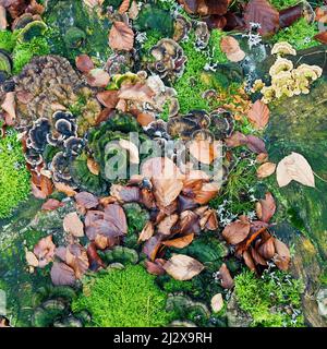 Funghi Moss Lichens e alghe su ceppo di albero a fine autunno Cannock Chase AONB (area di straordinaria bellezza naturale) in Staffordshire Inghilterra Regno Unito Foto Stock