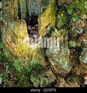 Base di vecchio albero di quercia in antico bosco di quercia un'ex foresta di caccia reale medievale con vita e resti di quercia sesile a Brocton Coppice su Cann Foto Stock