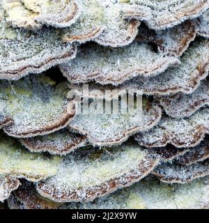 Staffa Fungus ghiaccio coperto in una brina dura Foto Stock