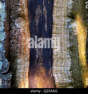 Primo piano semi astratto di vecchio ceppo di legno intemperiato, visualizzazione di modelli, colore mutato, struttura, e crepe con funghi Lichen e alghe, su un invecchiato Foto Stock