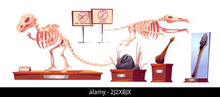 Fossili di dinosauri nel museo della storia. Scheletri di Dino tirannosauro rex e pterodattile, manufatti antichi, arma di pietra, stampa di zampa a paleontologia Illustrazione Vettoriale