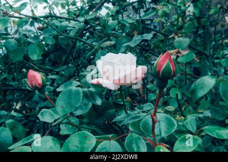 Splendida inglese Miss rosa rosa con grandi fiori a forma di camellia trovati in Scozia. Foto Stock