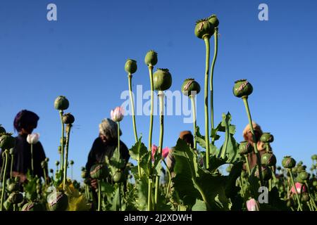 Kandahar, Afghanistan. 3rd Apr 2022. Gli agricoltori raccolgono oppio grezzo in un campo di papavero a Kandahar, Afghanistan, 3 aprile 2022. Il capo supremo dei talebani Haibatullah Akhundzada domenica ha vietato in un decreto la coltivazione di papavero di oppio e il commercio di oppio in Afghanistan, il governo di custode dei talebani ha confermato. Credit: Sanaullah Seiam/Xinhua/Alamy Live News Foto Stock