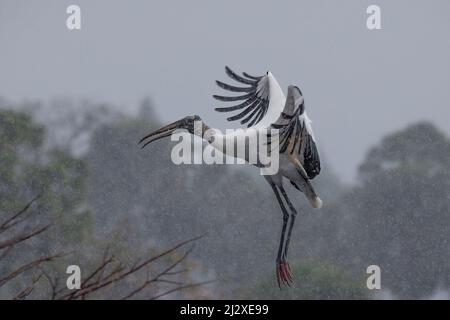 Una cicogna di legno entra per un atterraggio nella pioggia battente nelle Everglades della Florida. Foto Stock
